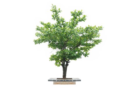 arbre isolé sur fond blanc