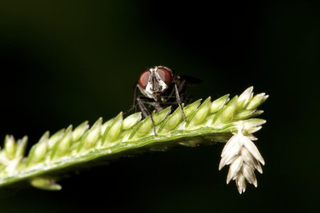 mouche colorée 