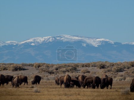 Ranch Buffalo 