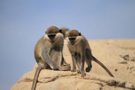Singe
