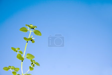 Plante verte 