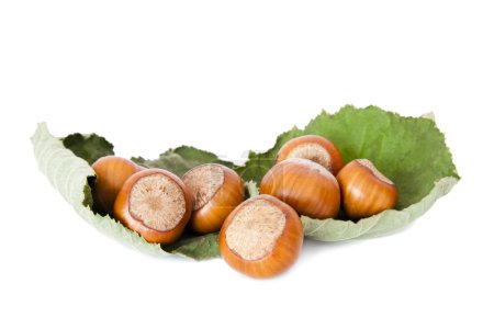 Noisettes, fruits secs isolés sur fond blanc automne 