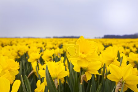 Champ de narcisse 