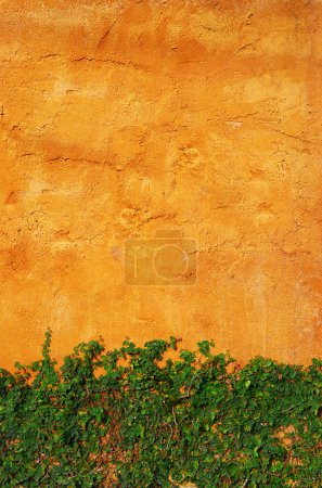 La plante Green Creeper sur le mur 