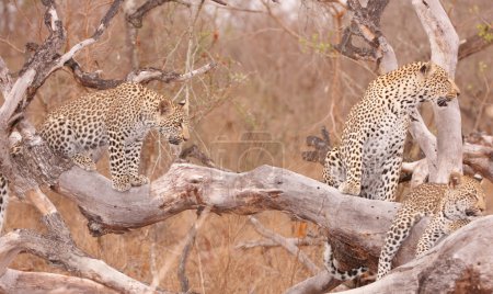 Trois léopards reposant sur l'arbre 