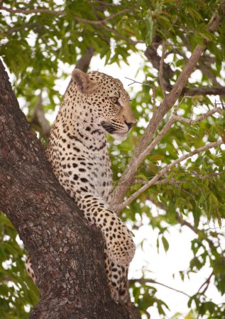Léopard couché sur l'arbre 