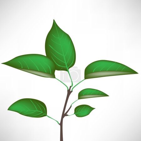 plante en croissance isolée 