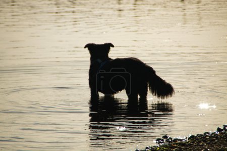 Chien d'eau - Wasserhund 