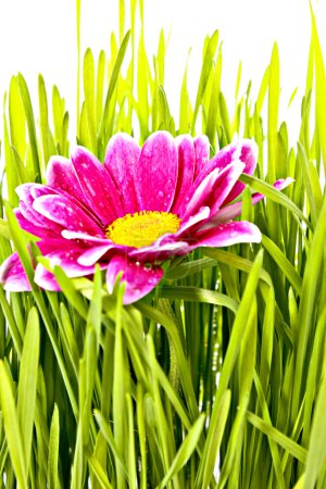 Fleur rouge dans l'herbe verte 
