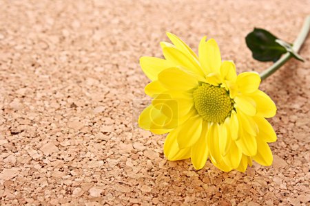 Camomille sur surface en bois 