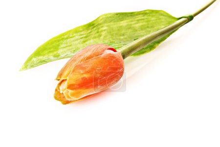 Fleur de tulipe isolée sur blanc 