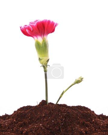 Jeune plante avec fleur dans le sol isolé sur blanc 