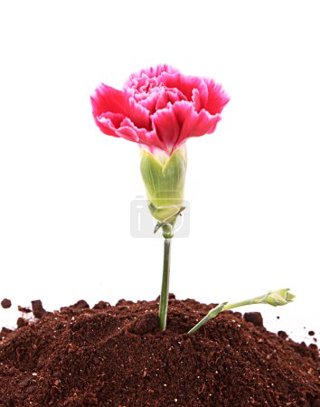 Jeune plante avec fleur dans le sol isolé sur blanc 