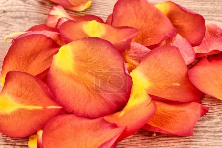 pétales de rose sur fond bois