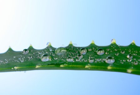 Aloe vera avec des gouttes d'eau sur fond bleu 