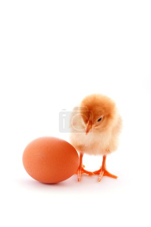 Un bébé poussin sur un fond blanc 
