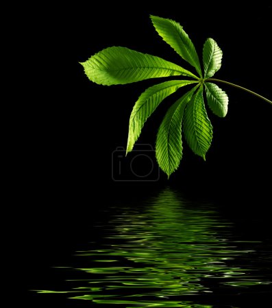 Feuille verte avec réflexion de l'eau