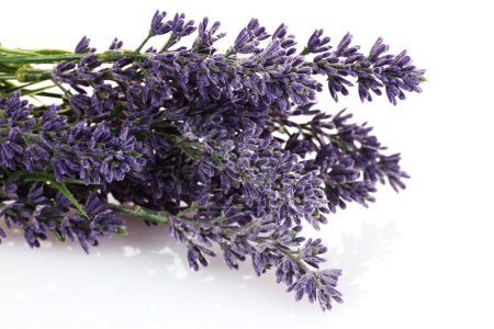 Belles fleurs de lavande 