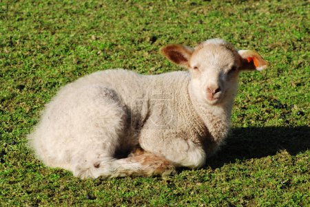 Agneau couché sur l'herbe 