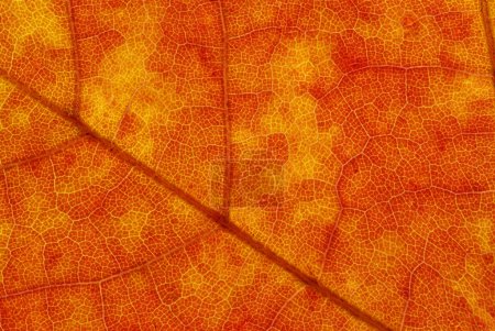 Macro-feuille 