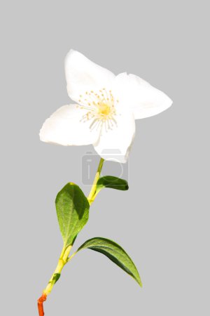 Jasmin 