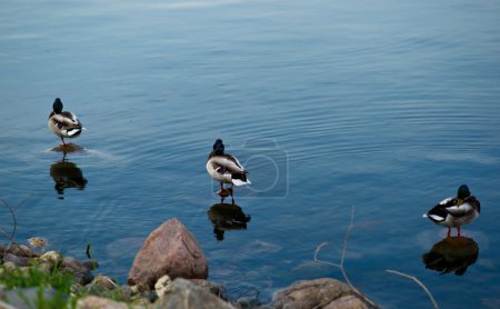 Trois canards. réflexion dans l'eau .