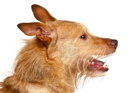 chien mignon