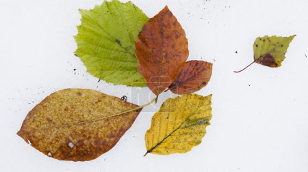 Couleurs sur blanc 