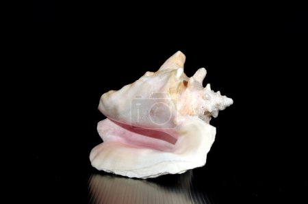 coquille tropicale 