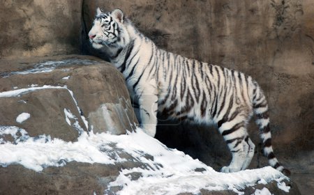 Tigre blanc 