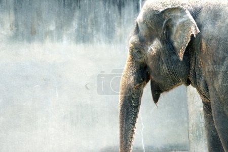 Sourire de vieil éléphant d'Asie 