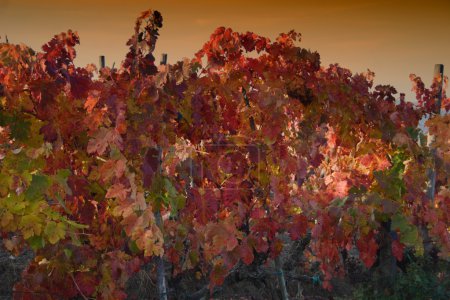 Chianti toscan vis 