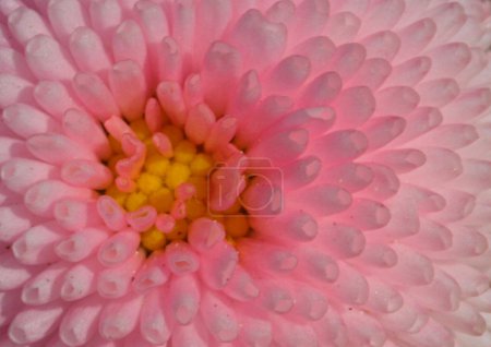Belle fleur 