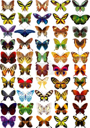 mariposas