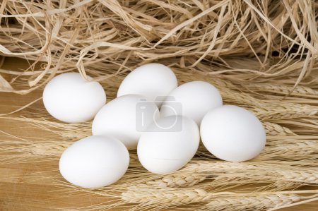 Gros plan œufs de poulet blanc 