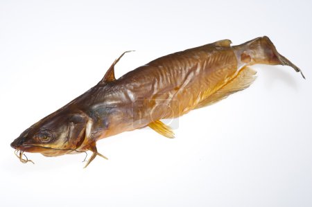 Poissons