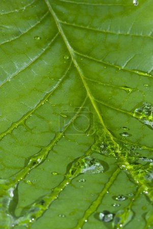 Feuille verte 