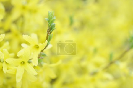 Fleur jaune 