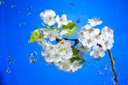 Floraison et goutte de pluie 