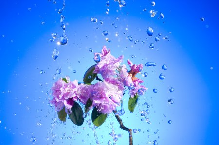 Fleur rose fleur 