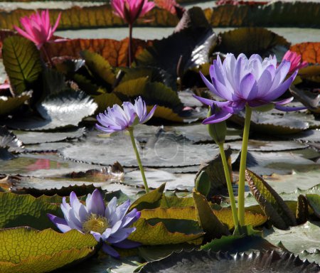 Lys d'eau dans l'étang