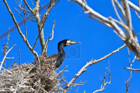 Cormoran (phalacrocorax carbo) sur le nid 