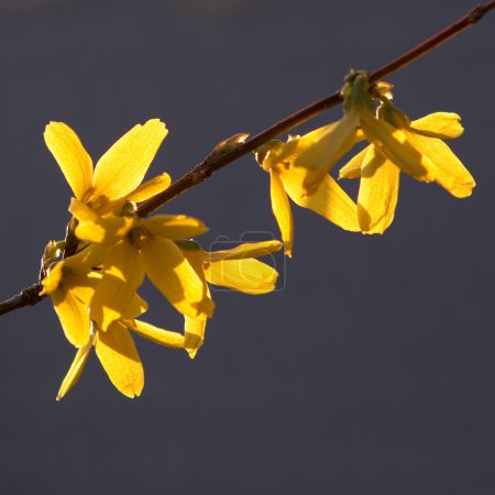 Forsythia buisson fleur en gros plan 