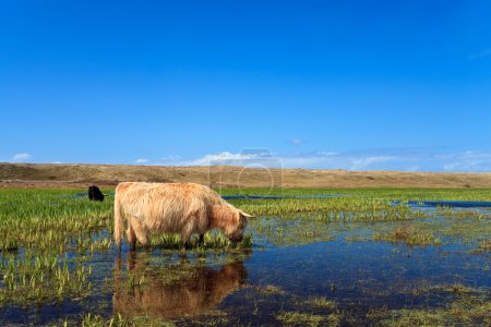 Highlanders écossais marchant dans les zones humides 