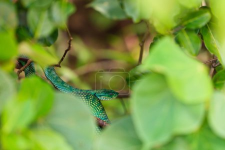 Serpent vert dans les arbres 