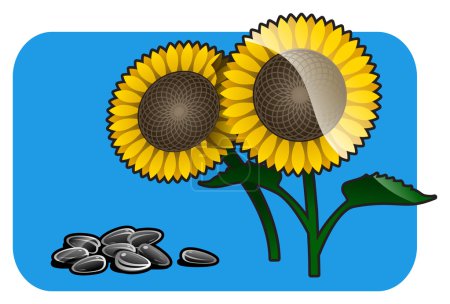 Tournesol