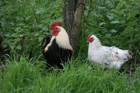 Cockerel et Poule dans l'herbe longue 