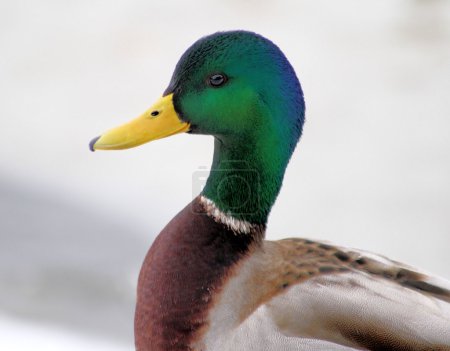 Canard colvert - mâle 