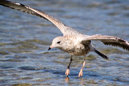 Atterrissage de mouettes sur le lac 