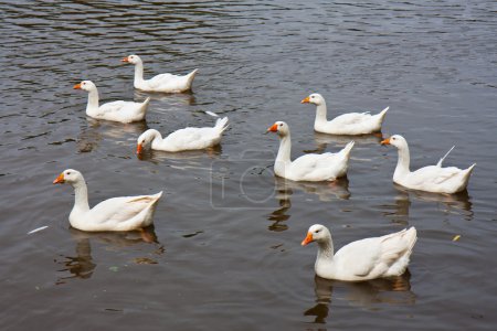 Huit oies sauvages nagent dans un lac 